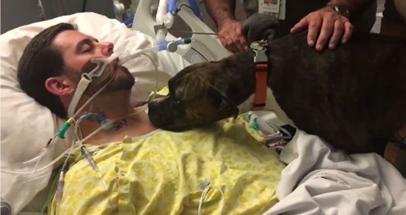 Este perro visitó a su dueño moribundo en el hospital para decirle adiós 