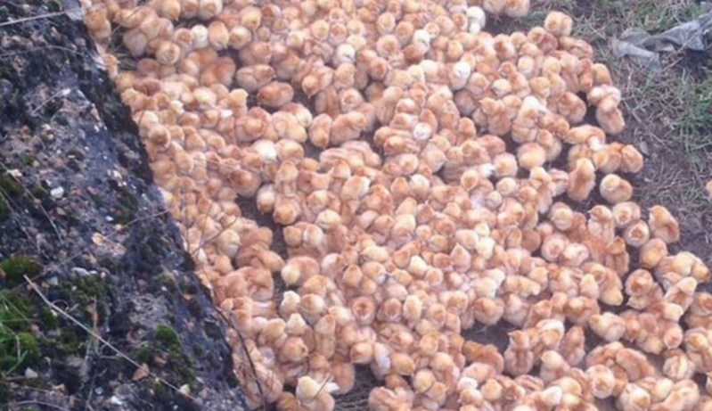 Encuentran 1000 pollitos tirados en un campo, abandonados para morir 