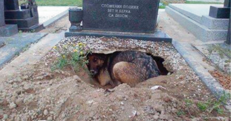 Esta perrita se negaba a irse de la tumba de su amo, pero en su interior ocultaba algo más conmovedor  