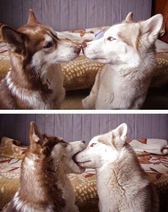 Animales besándose que demuestran que los besos no son solo para las personas (Parte 1) 