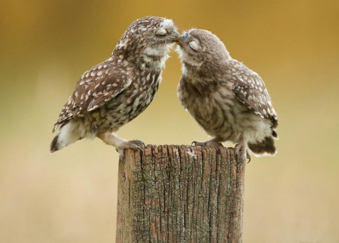 Animales besándose que demuestran que los besos no son solo para las personas (Parte 1) 