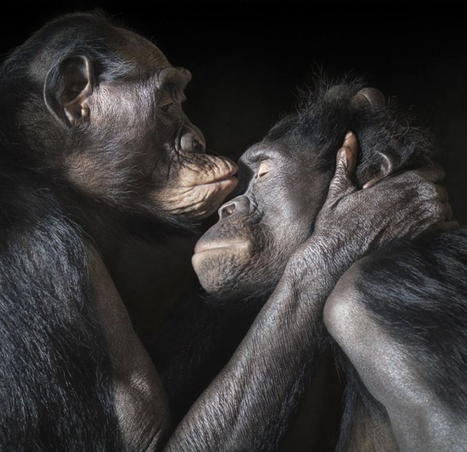 Animales besándose que demuestran que los besos no son solo para las personas (Parte 2) 