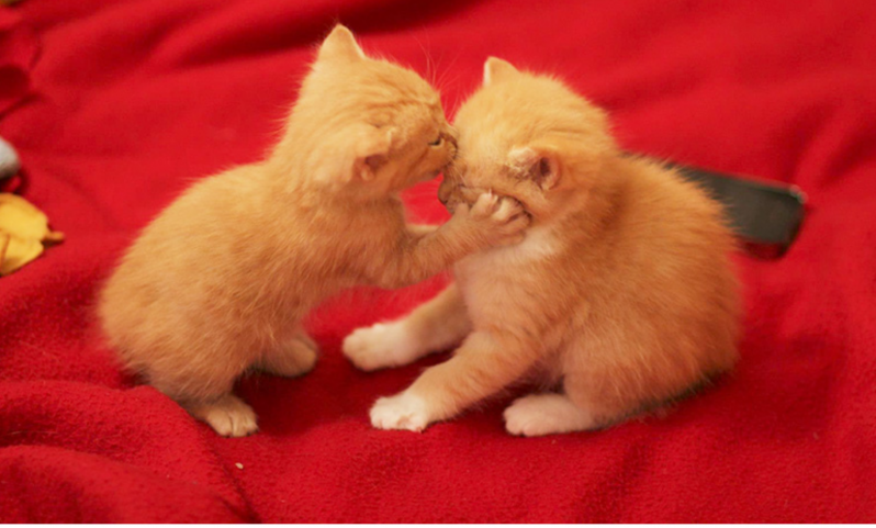 Animales besándose que demuestran que los besos no son solo para las personas (Parte 2) 
