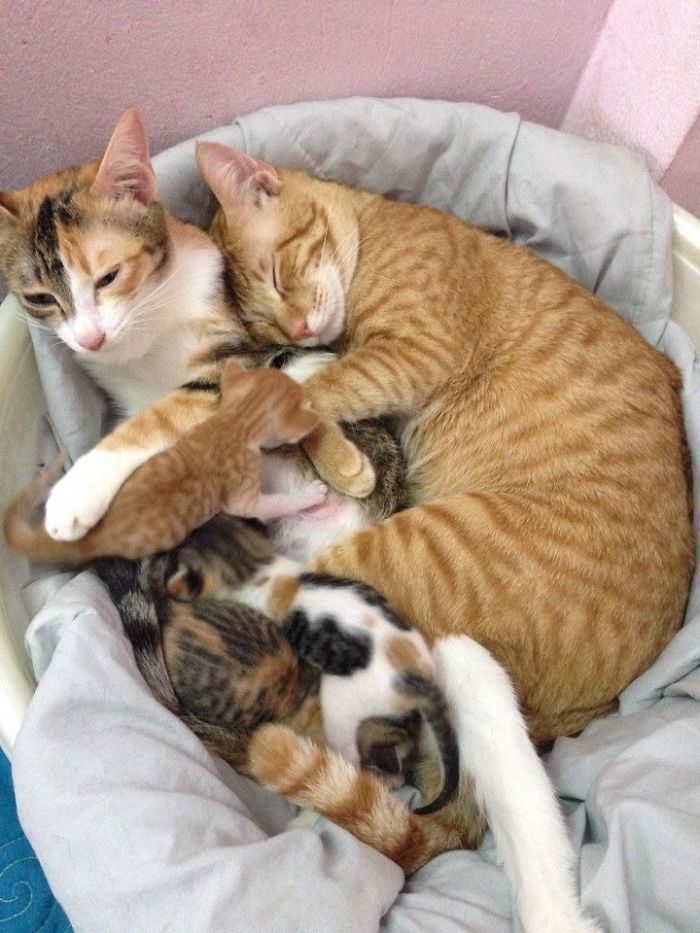 Este padre gato da su apoyo a mamá gata mientras da a luz y es lo más tierno 