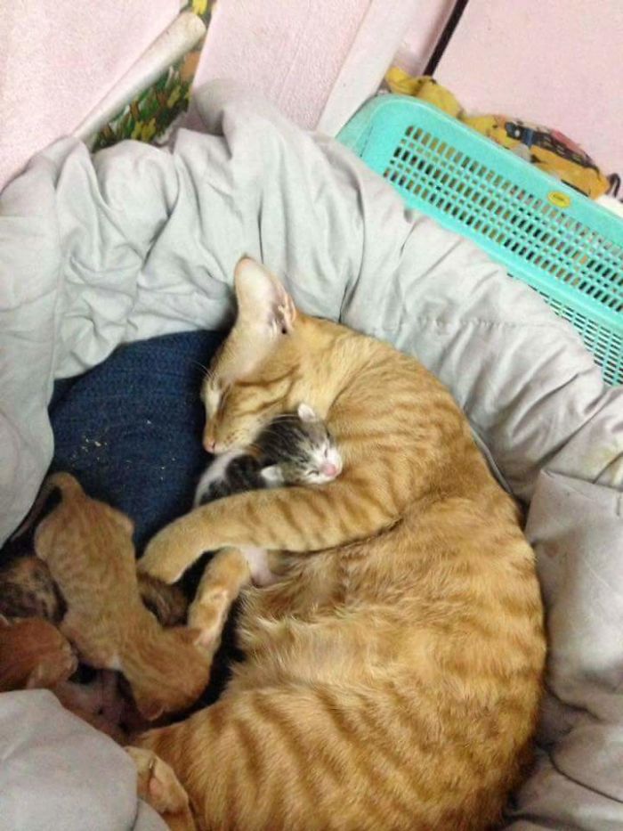 Este padre gato da su apoyo a mamá gata mientras da a luz y es lo más tierno 