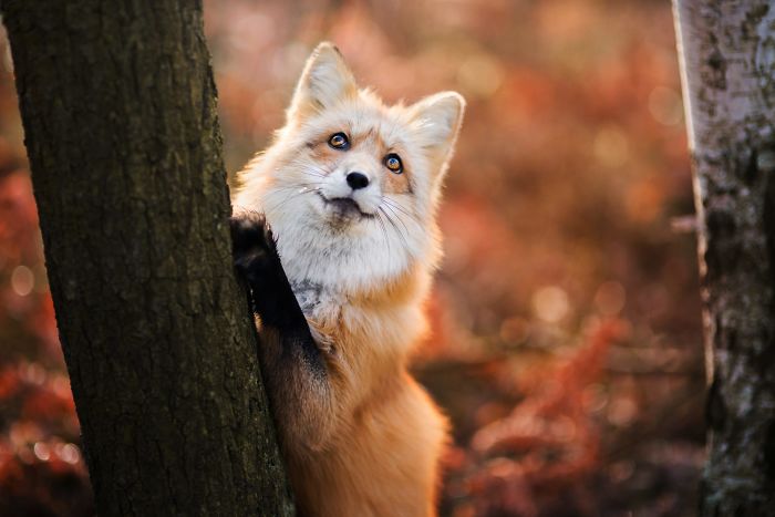 Freya, un hermoso zorro fotografiado en los bosques polacos 