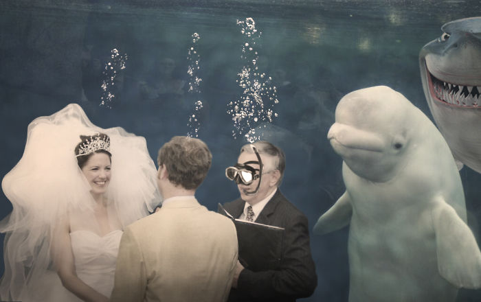 Esta beluga asistió a una boda e inspiró una divertida batalla de Photoshop 
