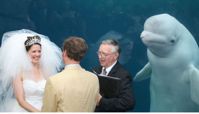 Esta beluga asistió a una boda e inspiró una divertida batalla de Photoshop 