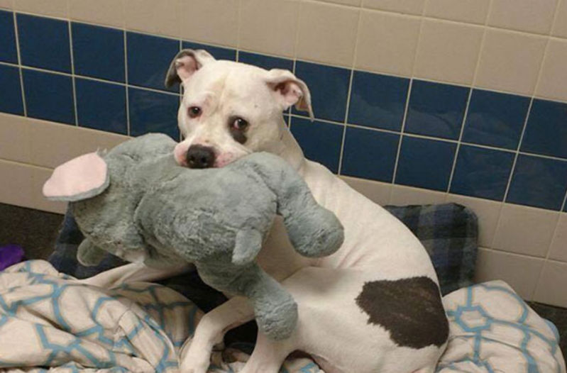 El único amigo de este perro triste era un elefante de peluche, pero ahora él y su juguete han encontrado un hogar 