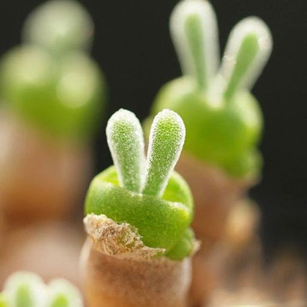 En Japón se vuelven locos con estas plantas suculentas con orejas de conejo 
