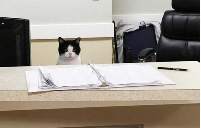 Este gato callejero se coló en un asilo y encontró trabajo 