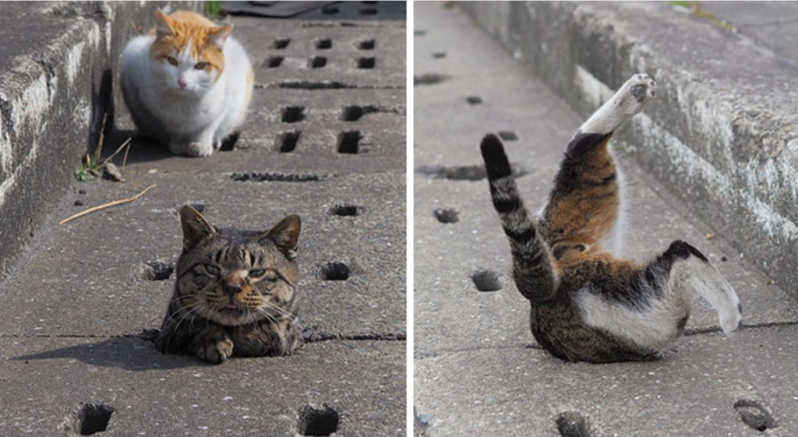 Estos gatos callejeros descubrieron los agujeros de un desagüe y se lo pasan genial en ellos 