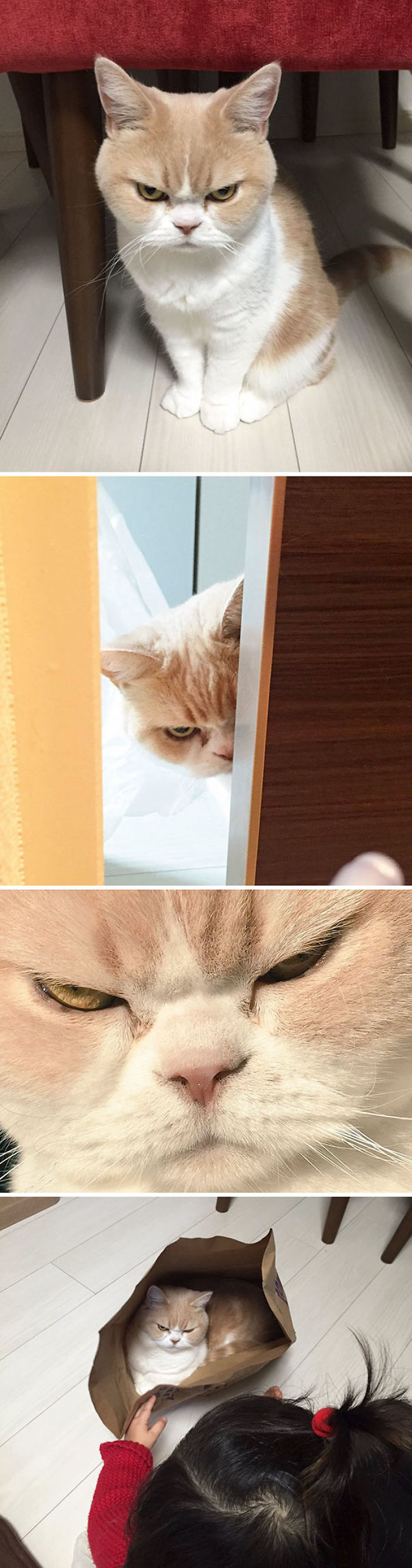 Fotos que demuestran que los gatos son el realidad demonios (Parte 2)  