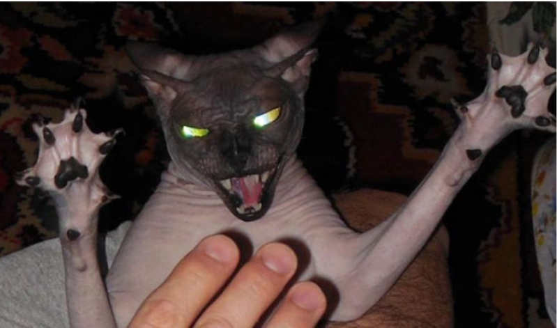 Fotos que demuestran que los gatos son el realidad demonios (Parte 2)  