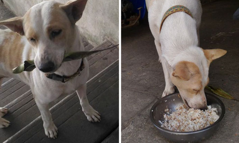 Este perro callejero trae regalos a la mujer que le da de comer 