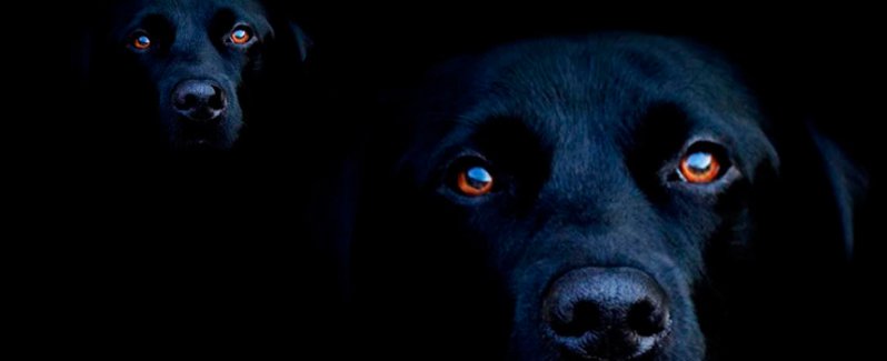 4 formas de saber si tu mascota está viendo a un fantasma 