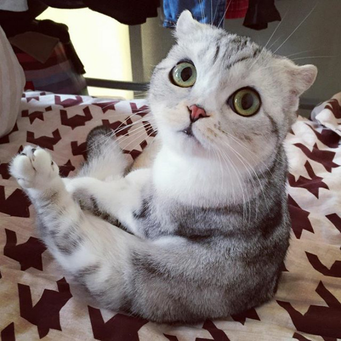 Esta es Hana, una gata japonesa con ojos enormes que está conquistando Instagram 