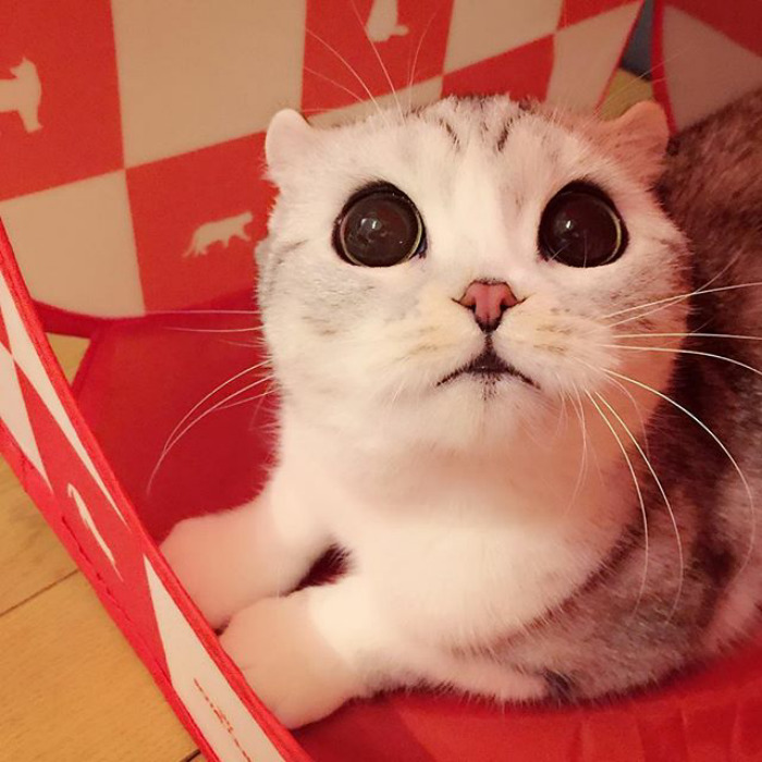 Esta es Hana, una gata japonesa con ojos enormes que está conquistando Instagram 