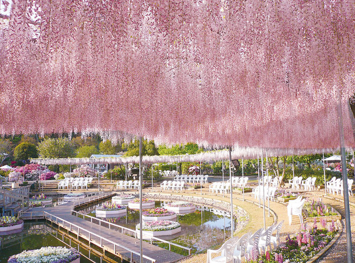 10 Razones por las que deberías dejarlo todo y visitar el festival de las glicinias en Japón 