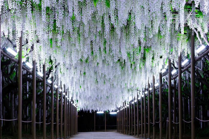 10 Razones por las que deberías dejarlo todo y visitar el festival de las glicinias en Japón 