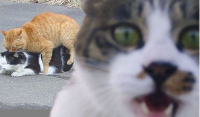 Gatos malvados que disfrutan haciendo photobomb en fotos ajenas (Parte 2) 