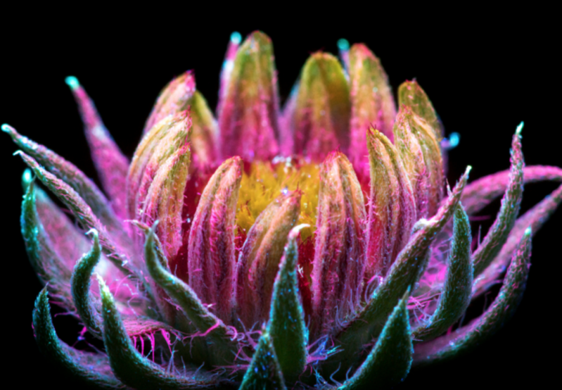 Fotografío la luz invisible que emiten las plantas 
