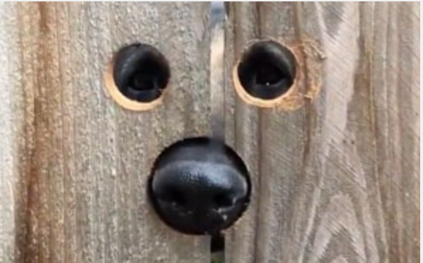 Esta vecina hizo algo muy ingenioso para que el perro de al lado dejara de saltar para saludarla todos los días 