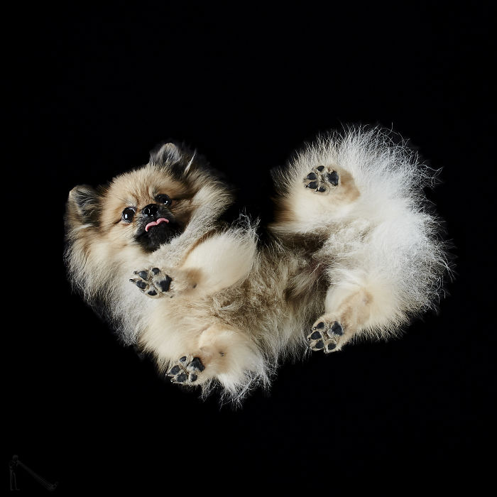 Under-Dogs: Retrato a los perros desde abajo 