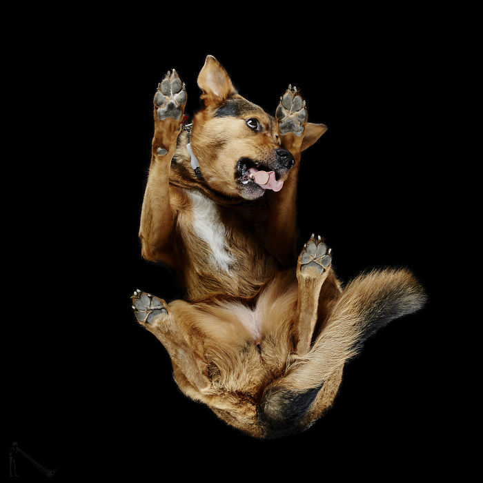 Under-Dogs: Retrato a los perros desde abajo 