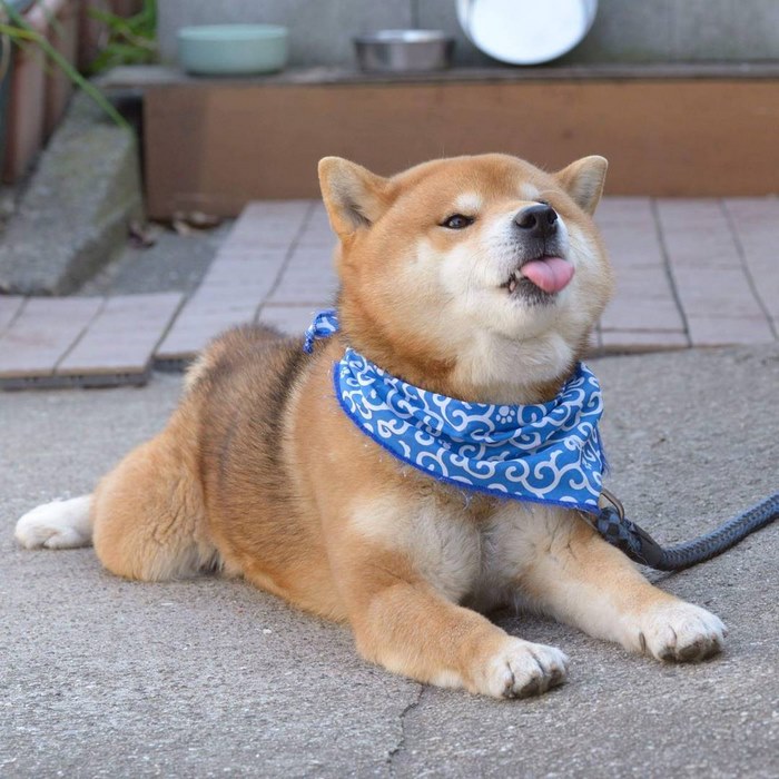 Este es Ryuji, el perro shiba más expresivo de todo Japón 
