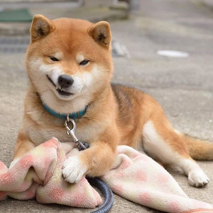 Este es Ryuji, el perro shiba más expresivo de todo Japón 