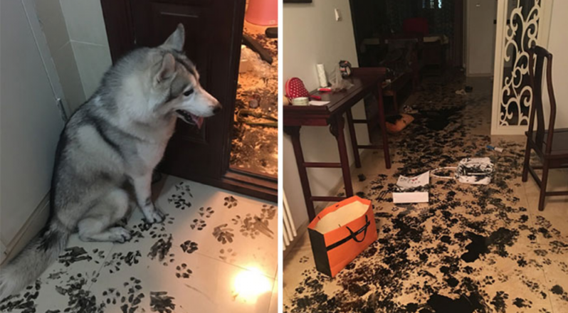 Comparte los desastres que lían tus mascotas cuando las dejas solas (Parte 1) 