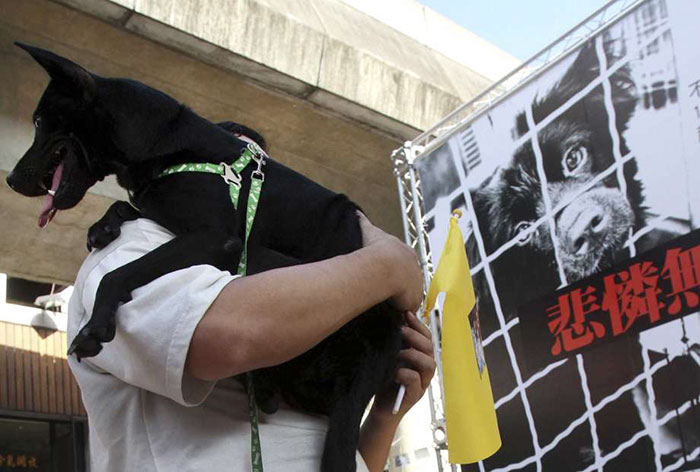 Taiwán se convierte en el 1º país asiático en prohibir comerse a gatos y perros 
