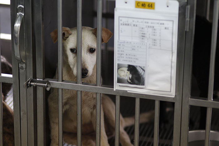 Taiwán se convierte en el 1º país asiático en prohibir comerse a gatos y perros 