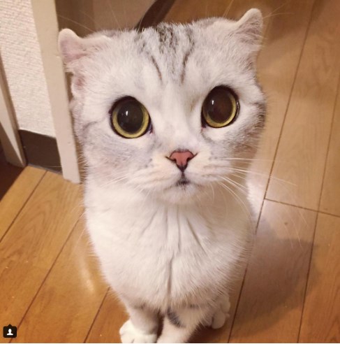 Ella es Hanna, la gatita japonesa con los ojos más cautivantes que verás hoy... 