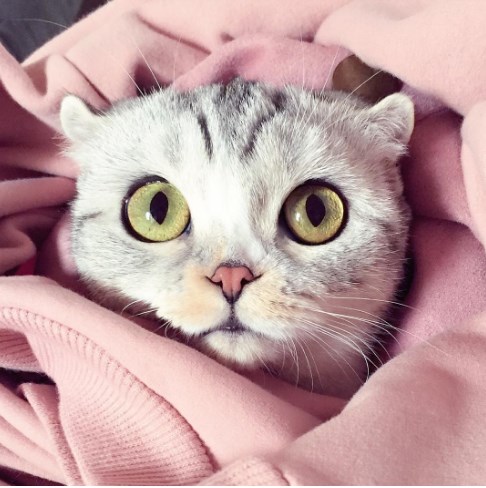 Ella es Hanna, la gatita japonesa con los ojos más cautivantes que verás hoy... 